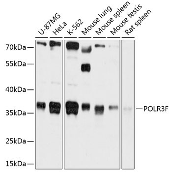 POLR3F Rabbit Polyclonal Antibody