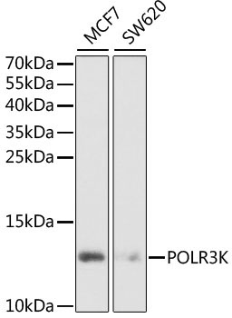 POLR3K Rabbit Polyclonal Antibody