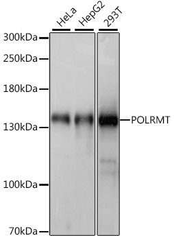 POLRMT Rabbit Polyclonal Antibody