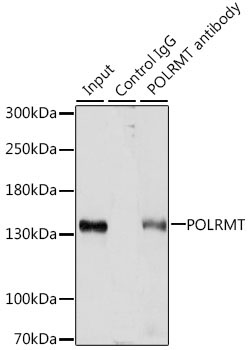 POLRMT Rabbit Polyclonal Antibody - Image 4