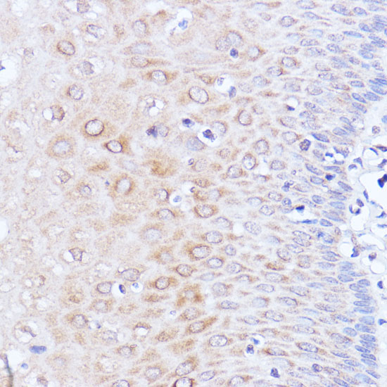 Polyclonal AntibodyPC1 Rabbit Polyclonal Antibody - Image 3