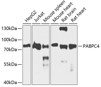Polyclonal AntibodyPC4 Rabbit Polyclonal Antibody
