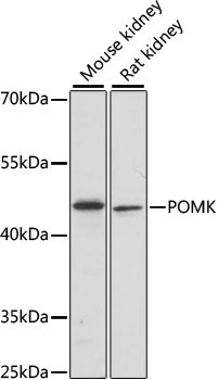 POMK Rabbit Polyclonal Antibody