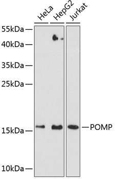 POMP Rabbit Polyclonal Antibody