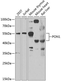 PON1 Rabbit Polyclonal Antibody