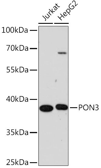 PON3 Rabbit Polyclonal Antibody