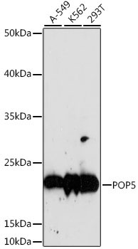 POP5 Rabbit Polyclonal Antibody