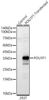 POU1F1 Rabbit Polyclonal Antibody