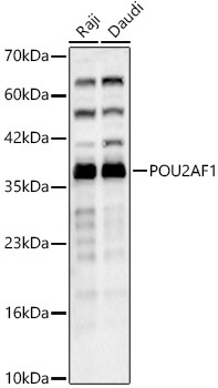 POU2AF1 Rabbit Polyclonal Antibody