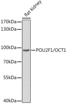 POU2F1/OCT1 Rabbit Polyclonal Antibody