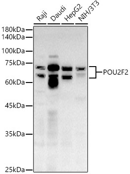 POU2F2 Rabbit Polyclonal Antibody