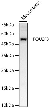 POU2F3 Rabbit Polyclonal Antibody