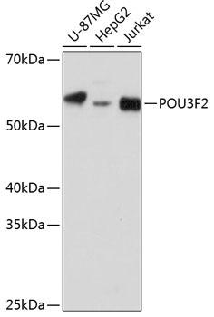 POU3F2 Rabbit Polyclonal Antibody