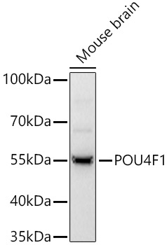POU4F1Rabbit Polyclonal Antibody