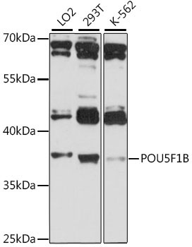 POU5F1B Rabbit Polyclonal Antibody