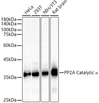 PP2A Catalytic Alpha Rabbit Polyclonal Antibody