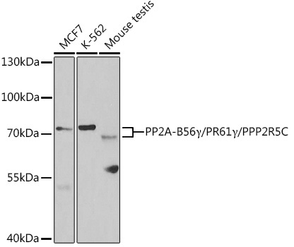 PP2A-B56Gamma/PR61Gamma/PPP2R5C Rabbit Polyclonal Antibody