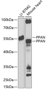 PPAN Rabbit Polyclonal Antibody