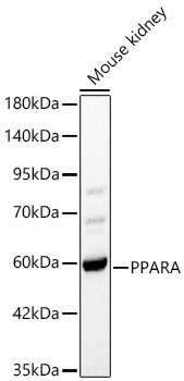 PPARA Rabbit Polyclonal Antibody