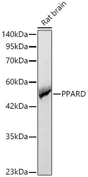 PPARD Rabbit Polyclonal Antibody
