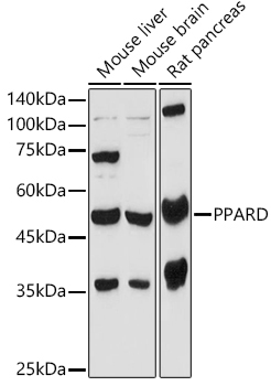 PPARD Rabbit Polyclonal Antibody