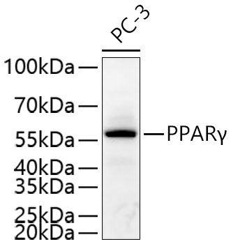 PPARGamma Rabbit Polyclonal Antibody