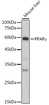 PPARGamma Rabbit Polyclonal Antibody