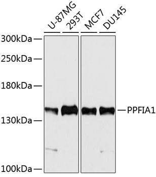 PPFIA1 Rabbit Polyclonal Antibody