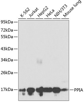 PPIA Rabbit Polyclonal Antibody