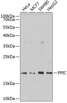 PPIC Rabbit Polyclonal Antibody