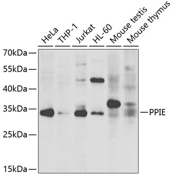 PPIE Rabbit Polyclonal Antibody