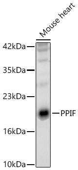 PPIF Rabbit Polyclonal Antibody