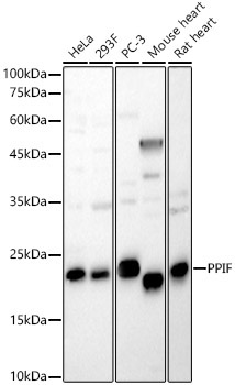 PPIF Rabbit Polyclonal Antibody