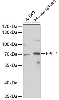 PPIL2 Rabbit Polyclonal Antibody