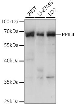 PPIL4 Rabbit Polyclonal Antibody