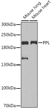 PPL Rabbit Polyclonal Antibody