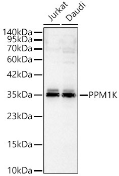 PPM1K Rabbit Polyclonal Antibody