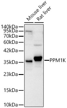 PPM1K Rabbit Polyclonal Antibody - Image 2