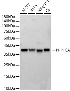 PPP1CA Rabbit Polyclonal Antibody