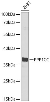 PPP1CC Rabbit Polyclonal Antibody