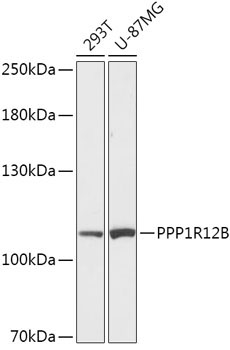 PPP1R12B Rabbit Polyclonal Antibody
