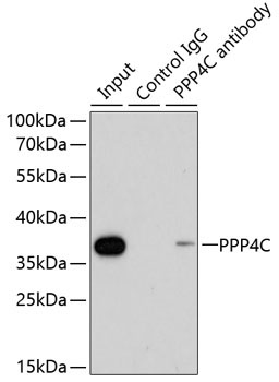 PPP4C Rabbit Polyclonal Antibody - Image 3