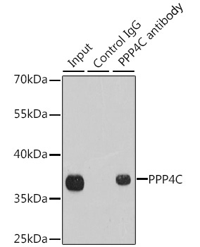 PPP4C Rabbit Polyclonal Antibody - Image 5