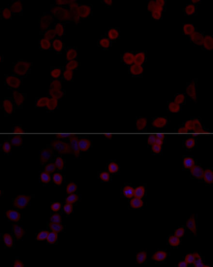PPP5C Rabbit Polyclonal Antibody - Image 2