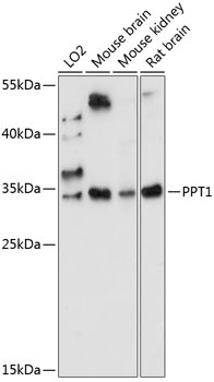 PPT1 Rabbit Polyclonal Antibody