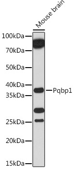 Pqbp1 Rabbit Polyclonal Antibody