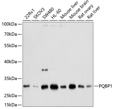 PQBP1 Rabbit Polyclonal Antibody