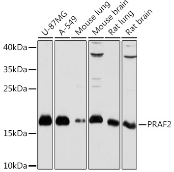 PRAF2 Rabbit Polyclonal Antibody