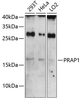 PRAP1 Rabbit Polyclonal Antibody