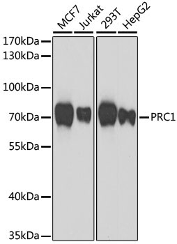 PRC1 Rabbit Polyclonal Antibody